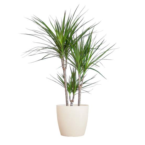 Dracaena Marginata - Pot de 21cm - Blanc - Plantes d'intérieur - Image 1