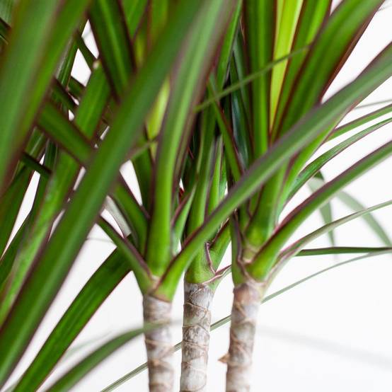 Dracaena Marginata - Pot de 21cm - Blanc - Plantes d'intérieur - Image 4
