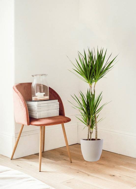Dracaena Marginata - Pot de 21cm - Blanc - Plantes d'intérieur - Image 3