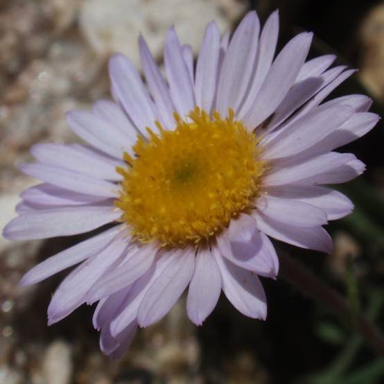Erigeron leiomerus, Vergerette Godet de 7/8 cm