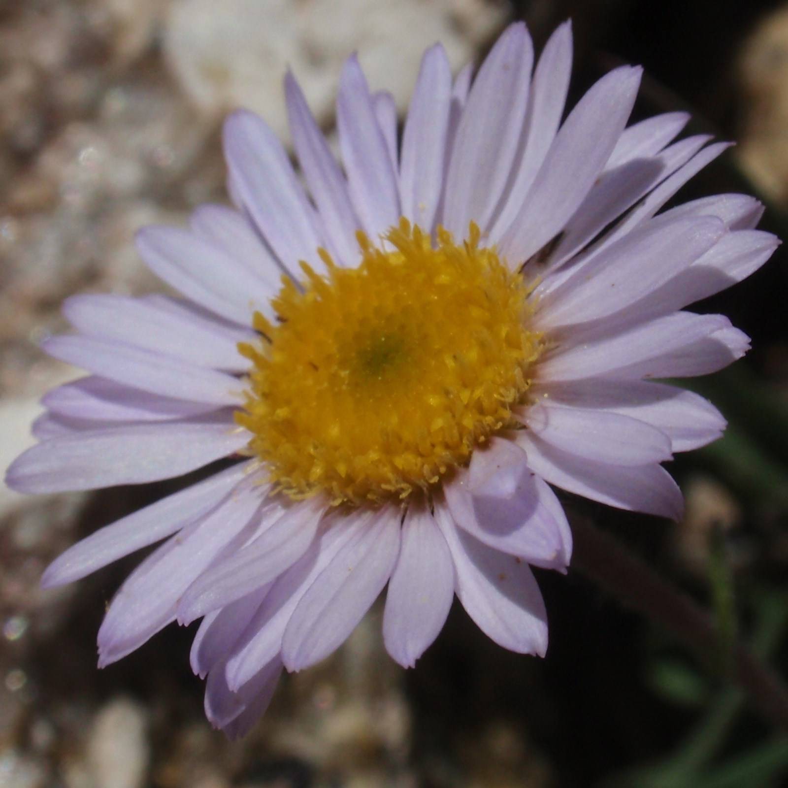 Erigeron leiomerus, Vergerette Godet de 7/8 cm