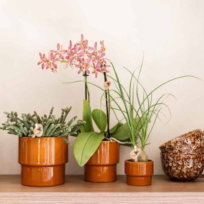 Beaucarnea - Ø6cm - ↕25cm - Plantes d'intérieur - Image 2