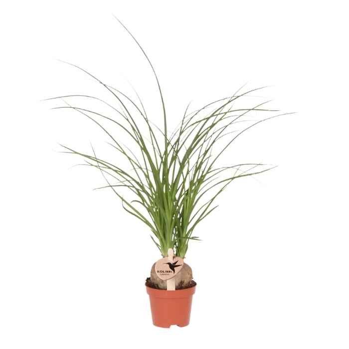 Beaucarnea - Ø6cm - ↕25cm - Plantes d'intérieur - Image 1