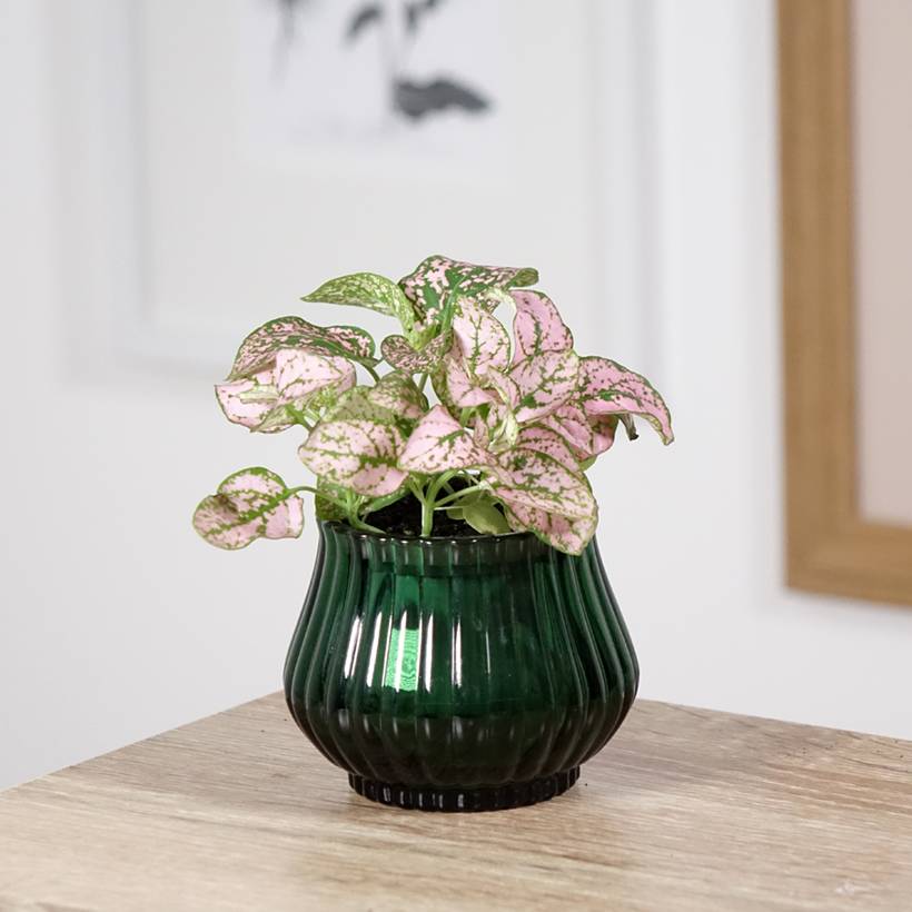 Hypoestes phyllostachya Pink Mini-plante