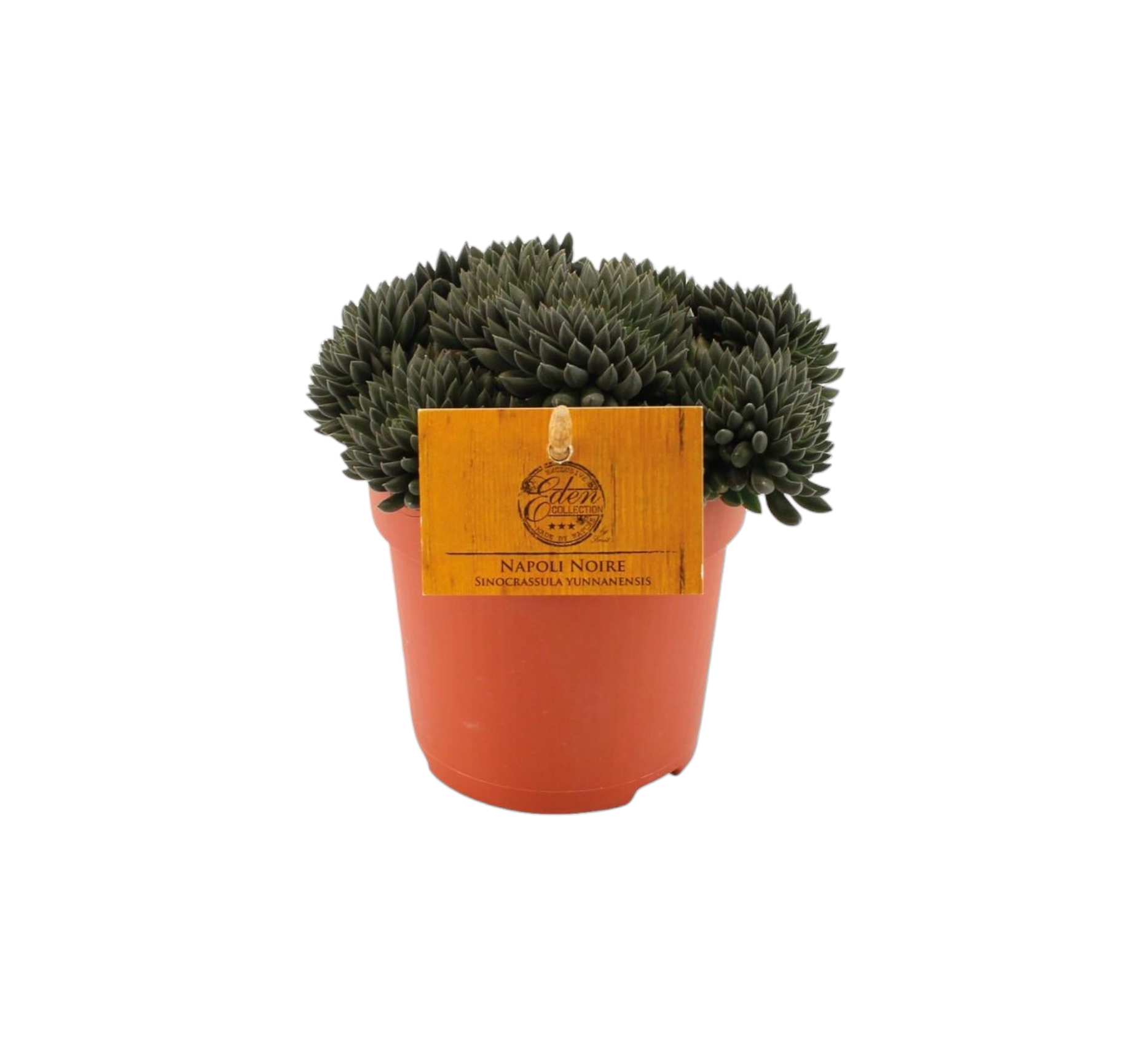Sinocrassula Yunnanensis 15cm - Plante d'intérieur- La Green Touch - Image 1