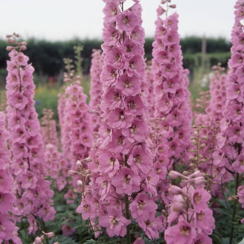 Pied-d'alouette Astolat, Delphinium à fleurs Rose/ - feuillage Caduc - Godet - 5/20 cm - Image 1