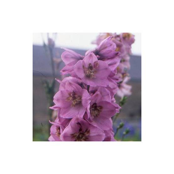 Pied-d'alouette Astolat, Delphinium à fleurs Rose - feuillage Caduc - Godet - 5/20 cm- hauteur à maturité De 1,50 m à 2,00 m - Image 1