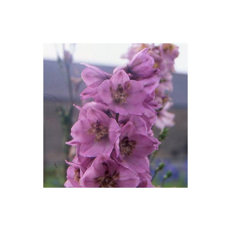 Pied-d'alouette Astolat, Delphinium à fleurs Rose - feuillage Caduc - Godet - 5/20 cm-  hauteur à maturité De 1,50 m à 2,00 m - Image 1