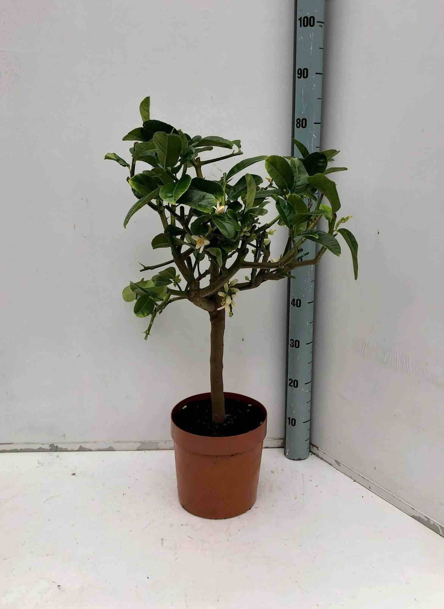 0 - Citrus medica digitata (main de Bouddha) Pot de 4 litres - 30/50 cm - Image 1
