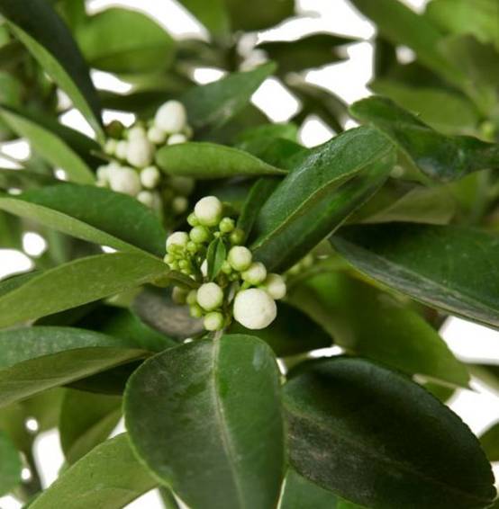 0 - Citrus medica digitata (main de Bouddha) Pot de 4 litres - 30/50 cm - Image 3