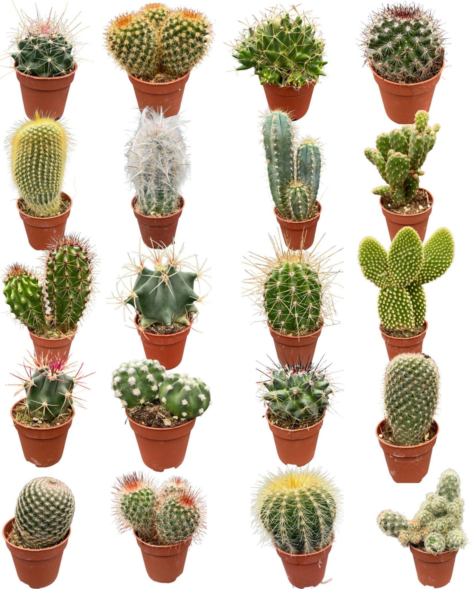 Mélange de 20 Cactus et Succulentes- La Green Touch - Image 1