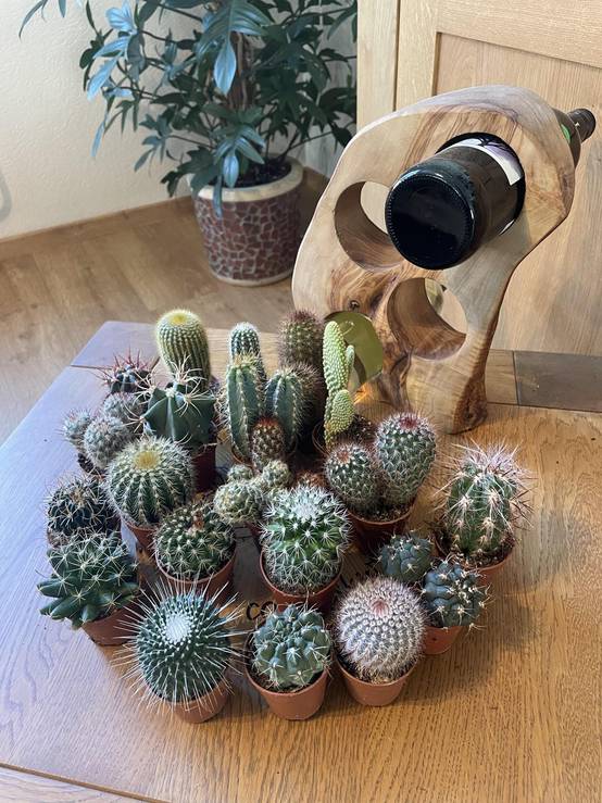 Mélange de 20 Cactus et Succulentes- La Green Touch - Image 2