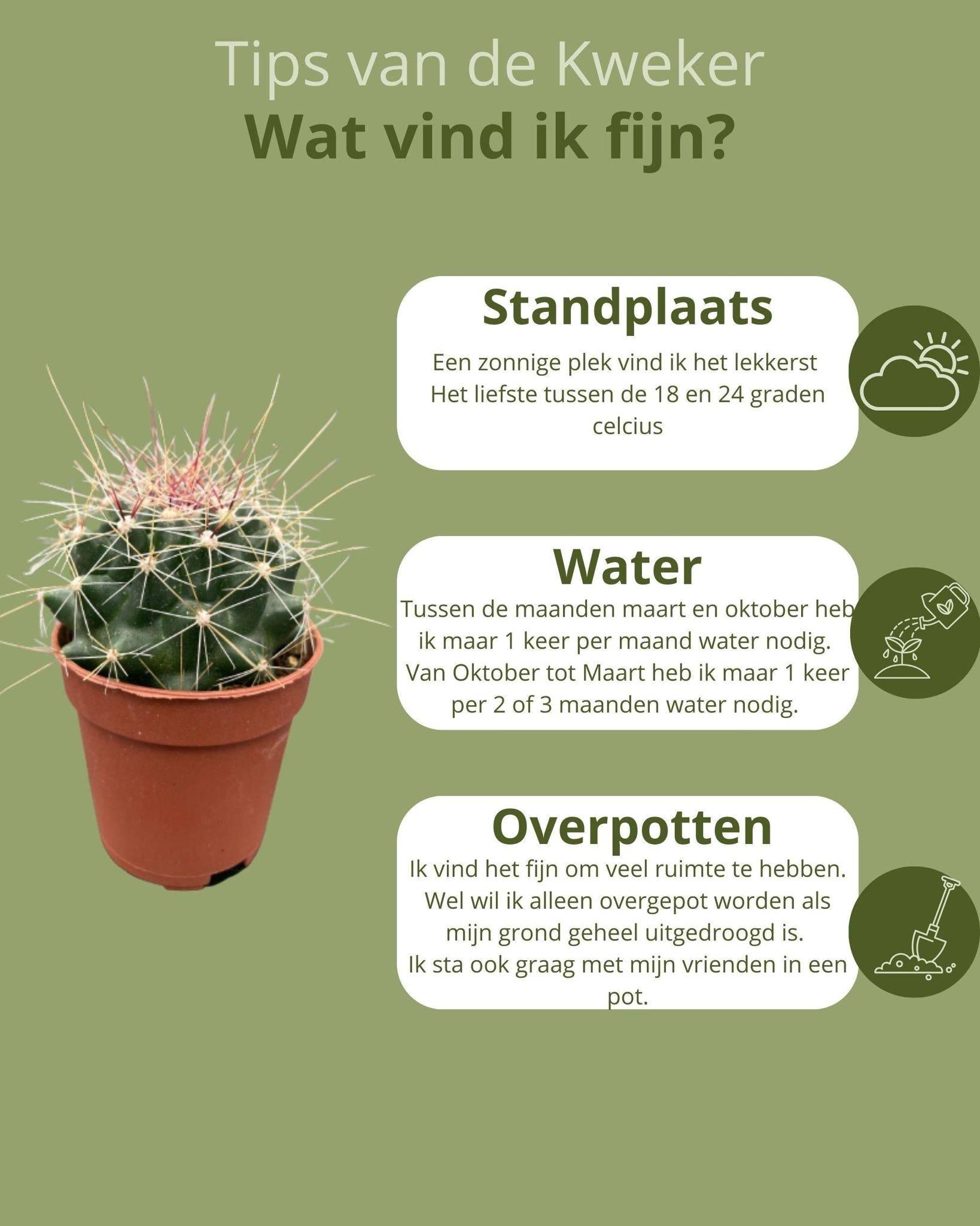 Mélange de 20 Cactus et Succulentes- La Green Touch - Image 4