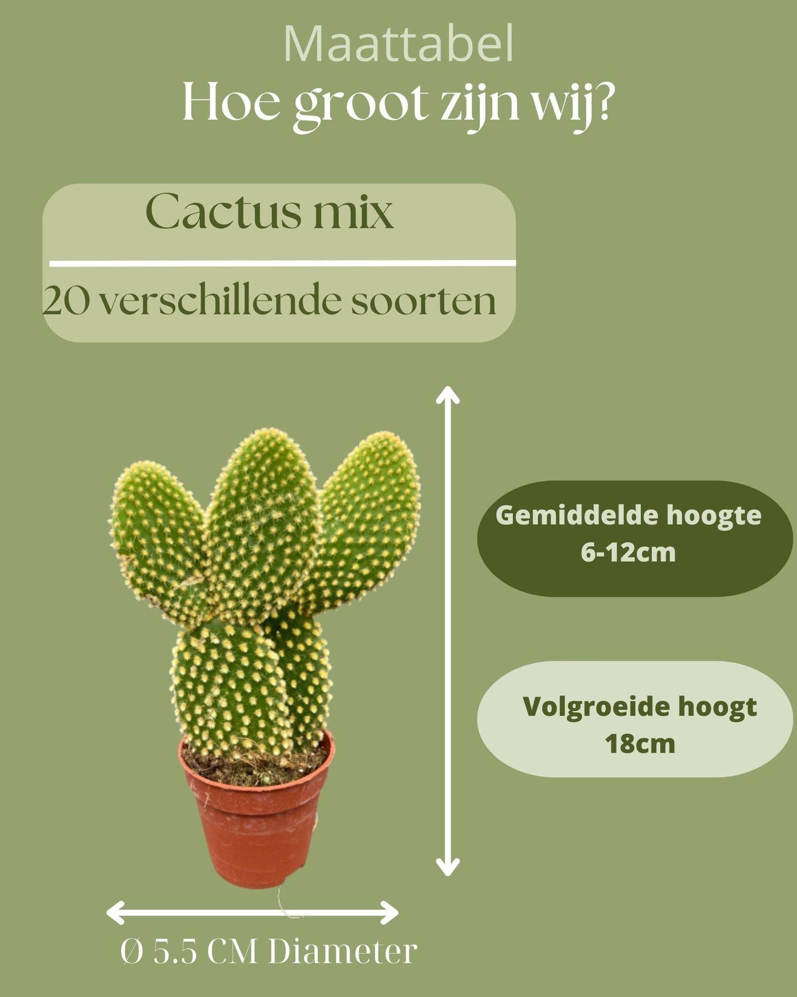 Mélange de 20 Cactus et Succulentes- La Green Touch - Image 3