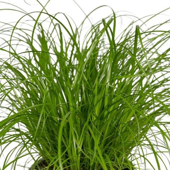 Cyperus Alternifolius () - D12 H20cm - Image 4