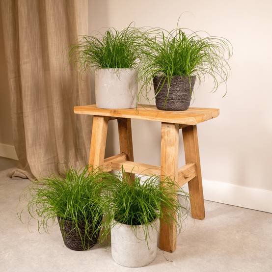 Cyperus Alternifolius () - D12 H20cm - Image 3