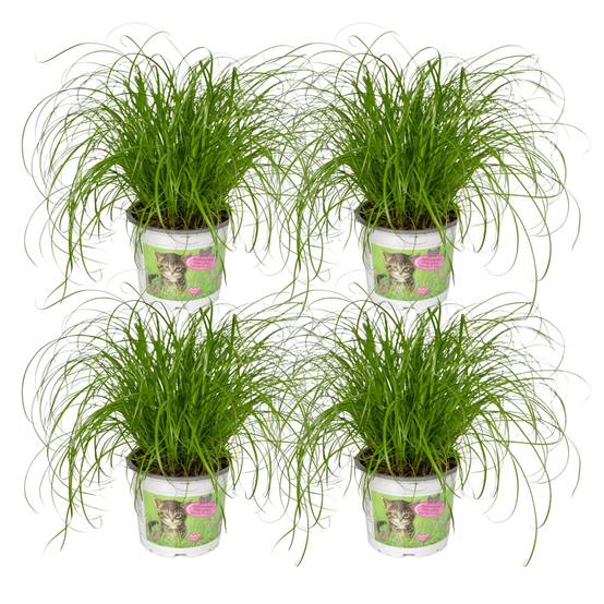 Cyperus Alternifolius () - D12 H20cm - Image 2