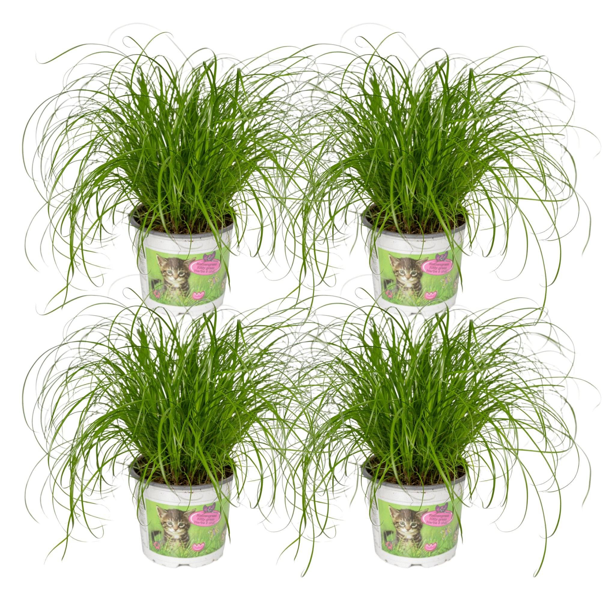 Cyperus Alternifolius () - D12 H20cm - Image 2