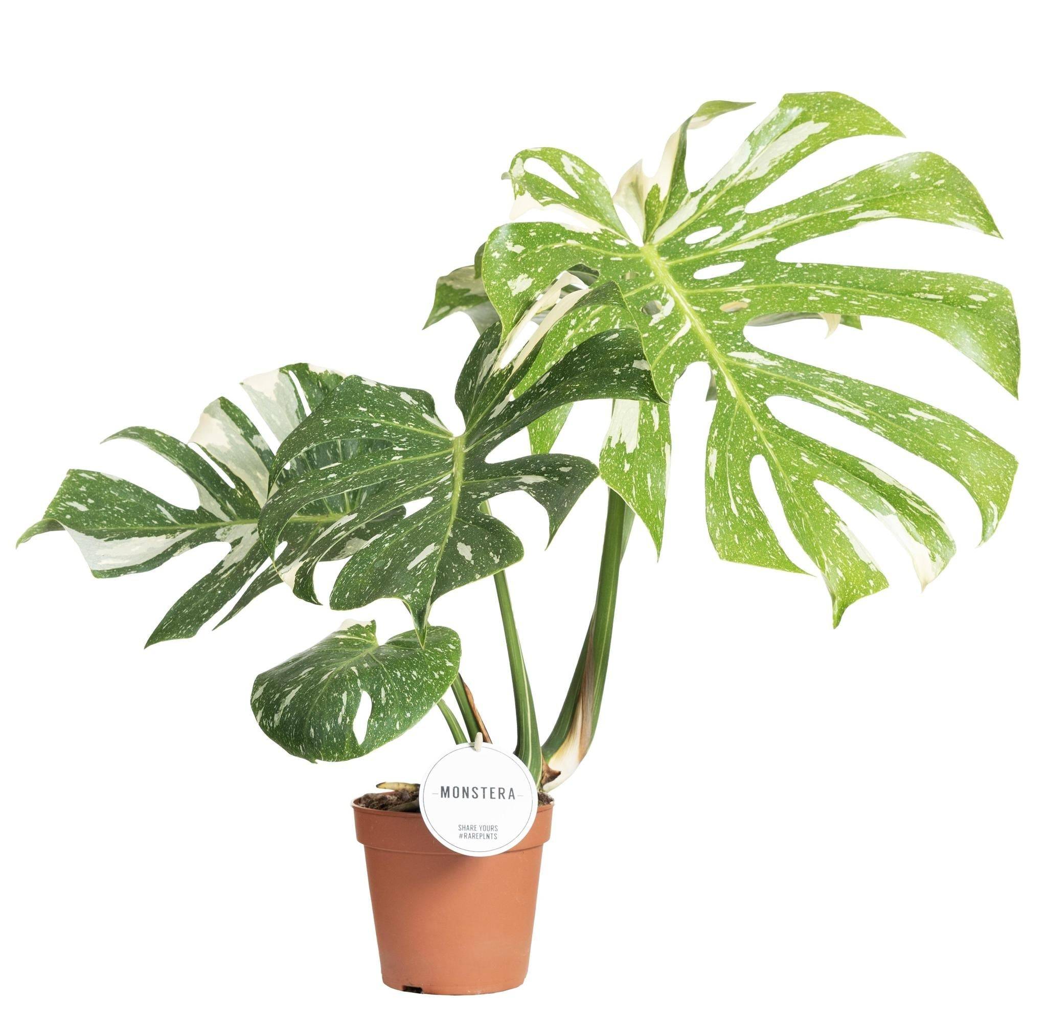 Monstera Thai Constellation- La Green Touch - Image 2