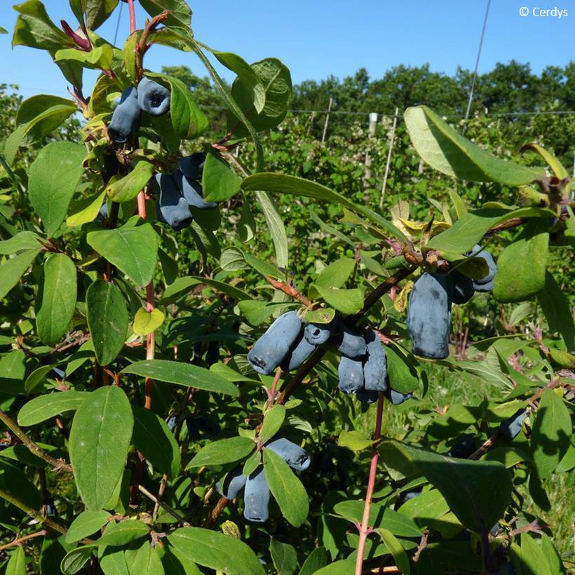 Lonicera caerulea var. kamtschatica Martin - Baie de mai Pot de 1,5L/2L, Buisson