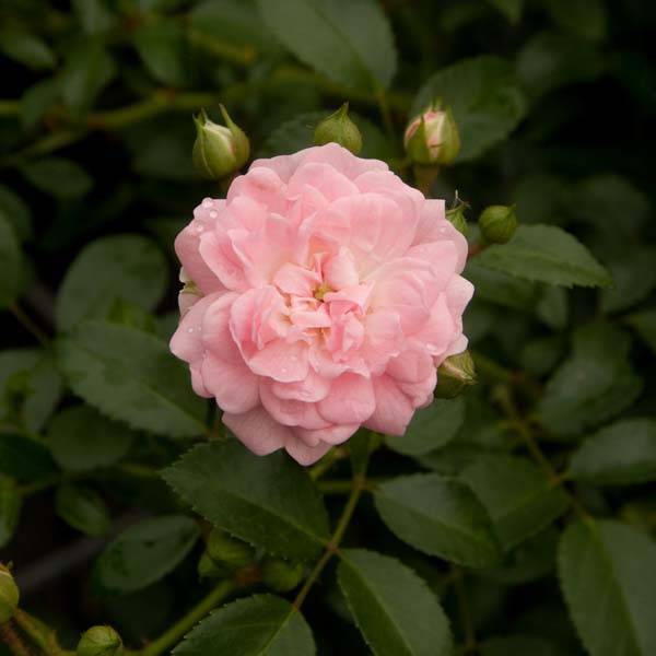 Promesse de Fleurs - Rosier couvre-sol The Fairy Pot de 10 cm/11cm, Issu de bouture