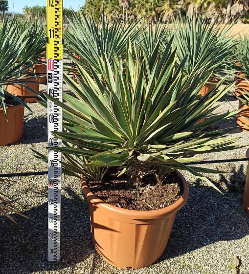 Sans Marque - Acca sellowiana (ananas feijoa ou goyave) exemplaire 175/200cm 180L  180L -taille 175/200cm - Image 4
