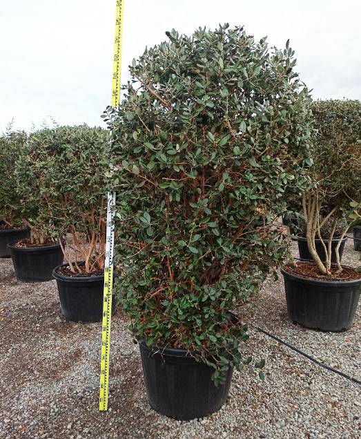 Sans Marque - Acca sellowiana (ananas feijoa ou goyave) exemplaire 175/200cm 180L  180L -taille 175/200cm - Image 1