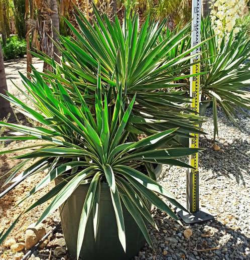 Sans Marque - Acca sellowiana (ananas feijoa ou goyave) exemplaire 175/200cm 180L  180L -taille 175/200cm - Image 5