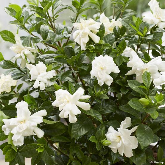 Promesse de Fleurs - Gardenia jasminoides Double Diamonds Pot de 3L/4L
