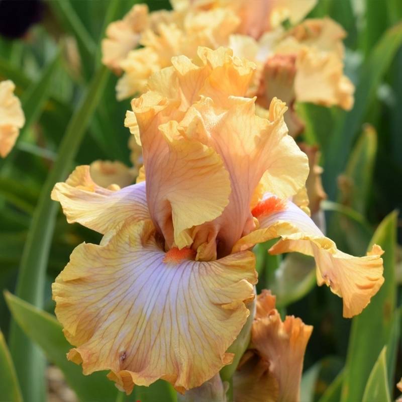 Promesse de Fleurs - Iris germanica Ambertine - Grand Iris des Jardins Rhizome