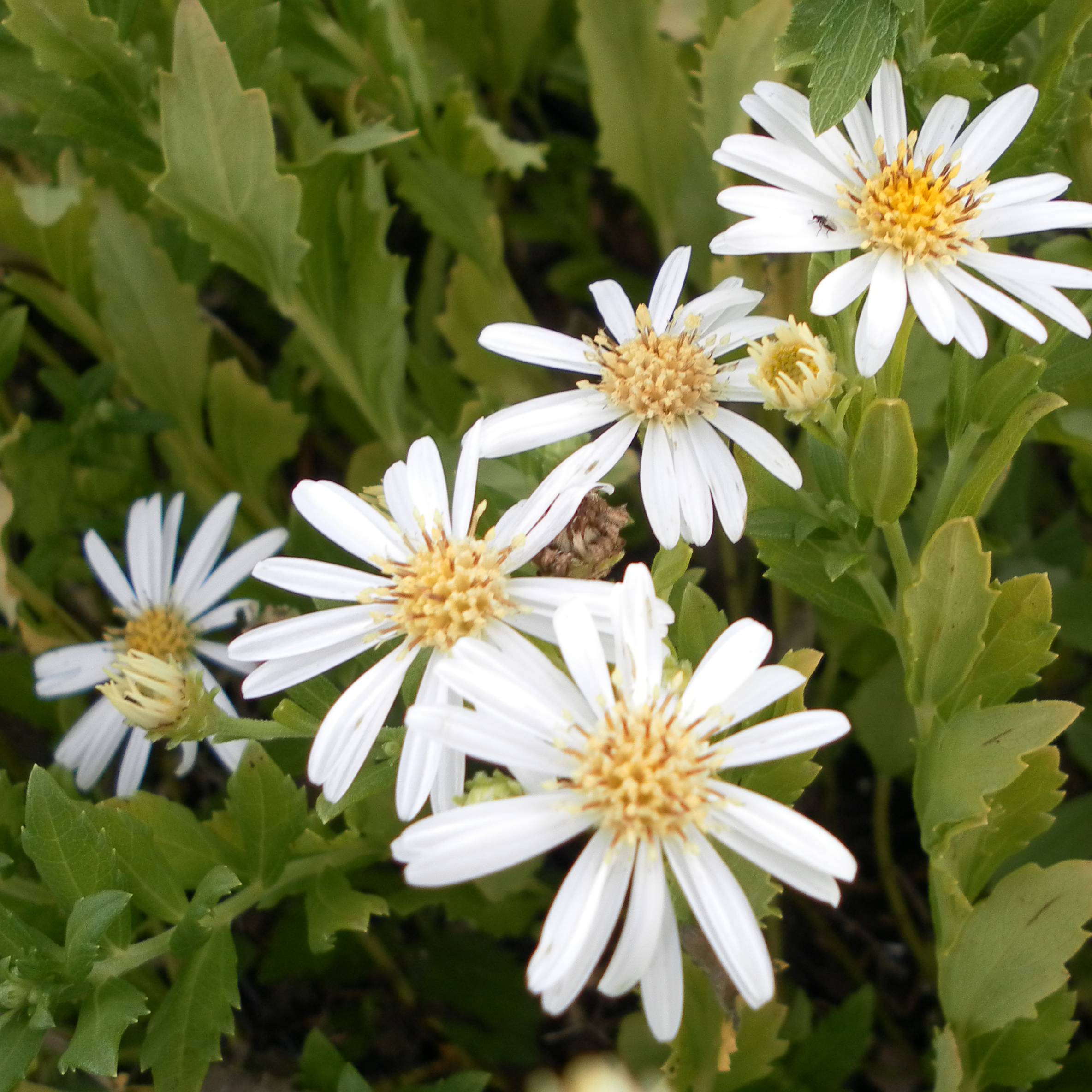 Promesse de Fleurs - Aster ageratoides Ashvi - Aster d'automne blanc Godet de 8/9 cm