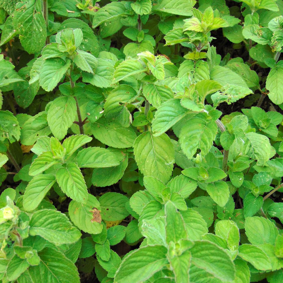 Menthe aquatique - Mentha aquatica Pot de 1,5L/2L