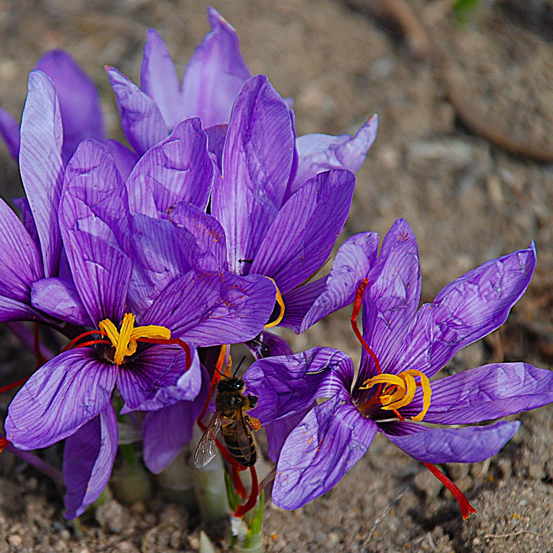 Promesse de Fleurs - Crocus sativus - Safran Bulbe calibre 8+ (par 20)