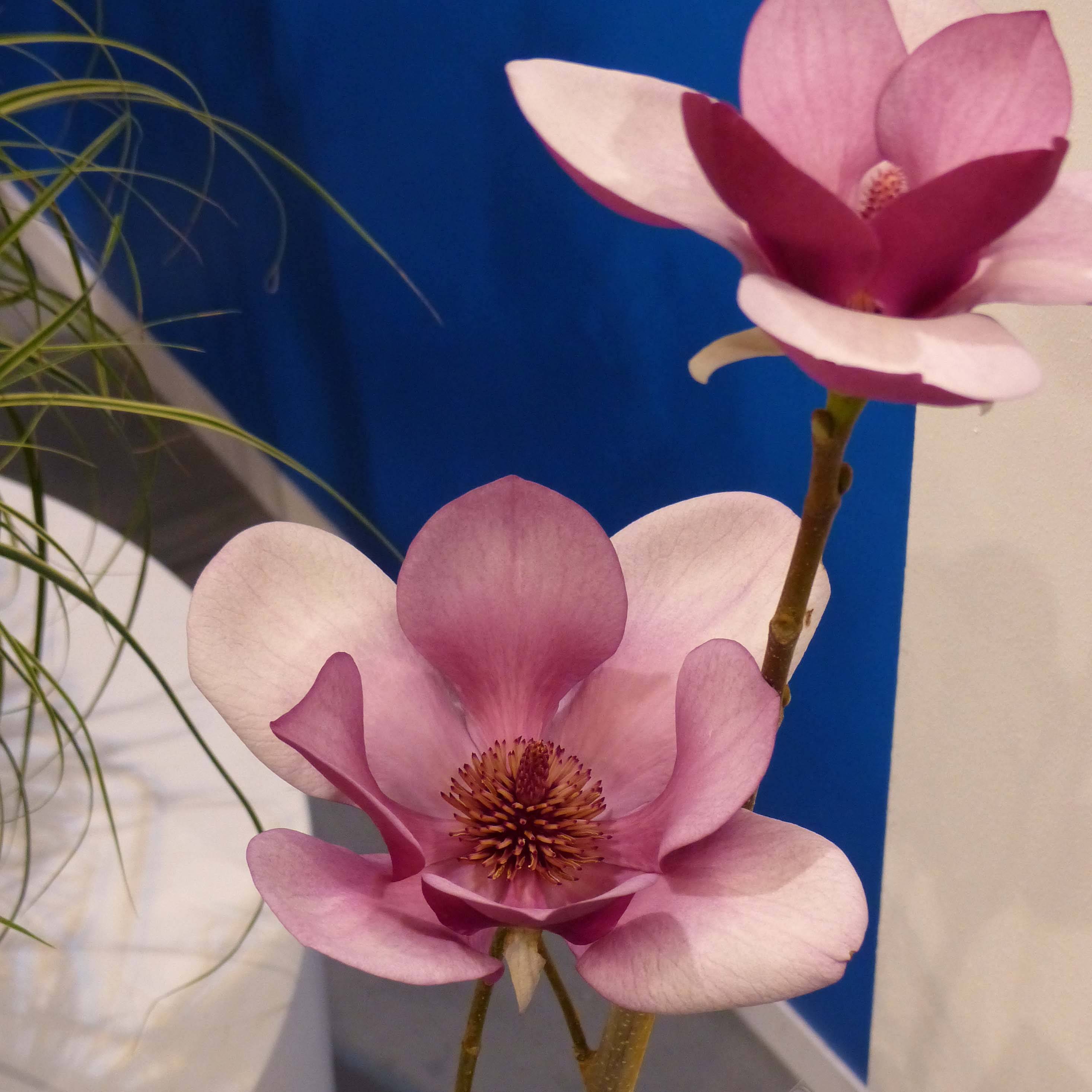 Promesse de Fleurs - Magnolia x soulangeana Cameo Pot de 4L/5L