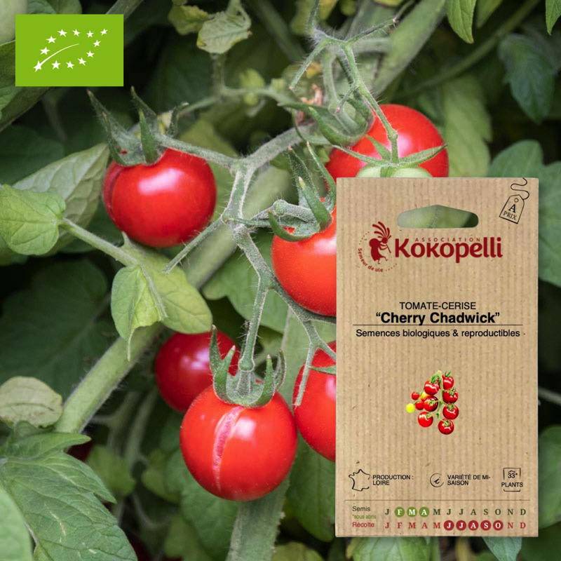 Association Kokopelli - Tomate-Cerise Cherry Chadwick- Graines bio à semer - Image 1