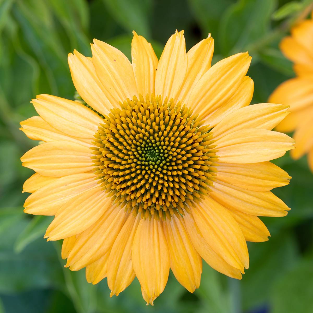 Promesse de Fleurs - Echinacea Lakota Yellow - Echinacée Mini-motte Ø 3/4 cm (par 3)