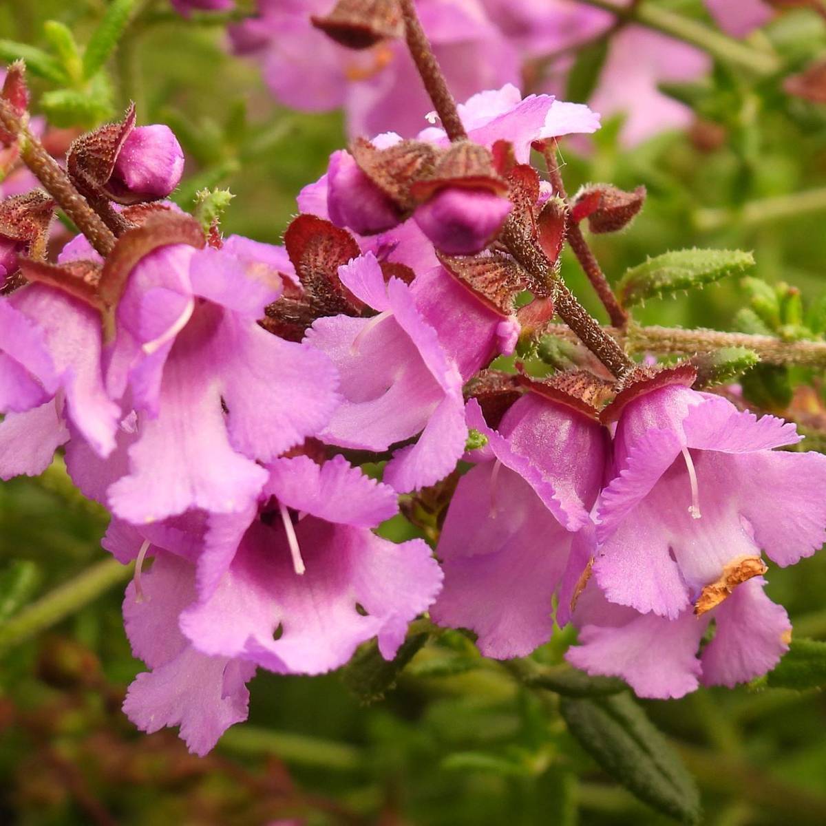 Promesse de Fleurs - Prostanthera Rosetta - Menthe australienne Pot de 2L/3L