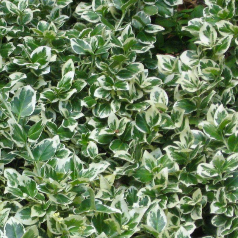 Fusain de Fortune 'Emerald Gaiety' (Euonymus fortunei 'Emerald Gaiety') - Godet - Taille 13/25cm - Pépinières Naudet - Image 1