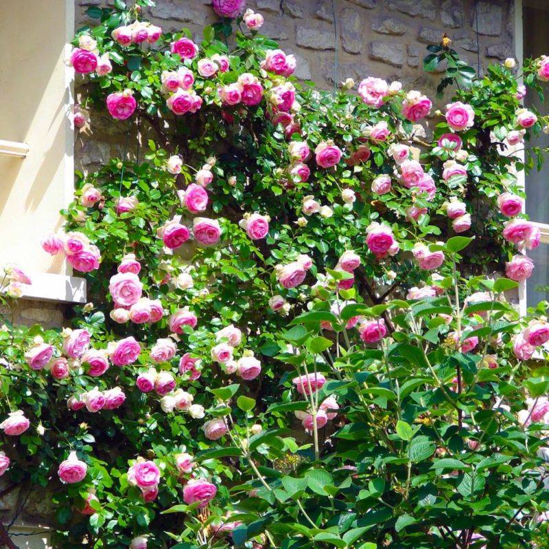 Rosier Grimpant 'Pierre Ronsard' ® (Rosa 'Pierre Ronsard' ®) - Conteneur 3L - Pépinières Naudet - Image 2
