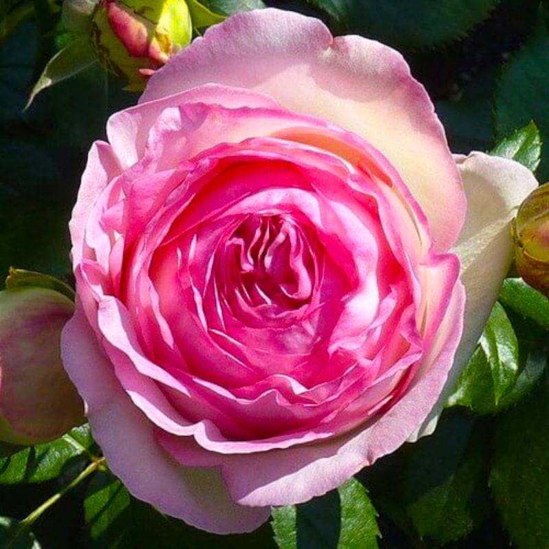 Rosier Grimpant 'Pierre Ronsard' ® (Rosa 'Pierre Ronsard' ®) - Conteneur 3L - Pépinières Naudet - Image 1