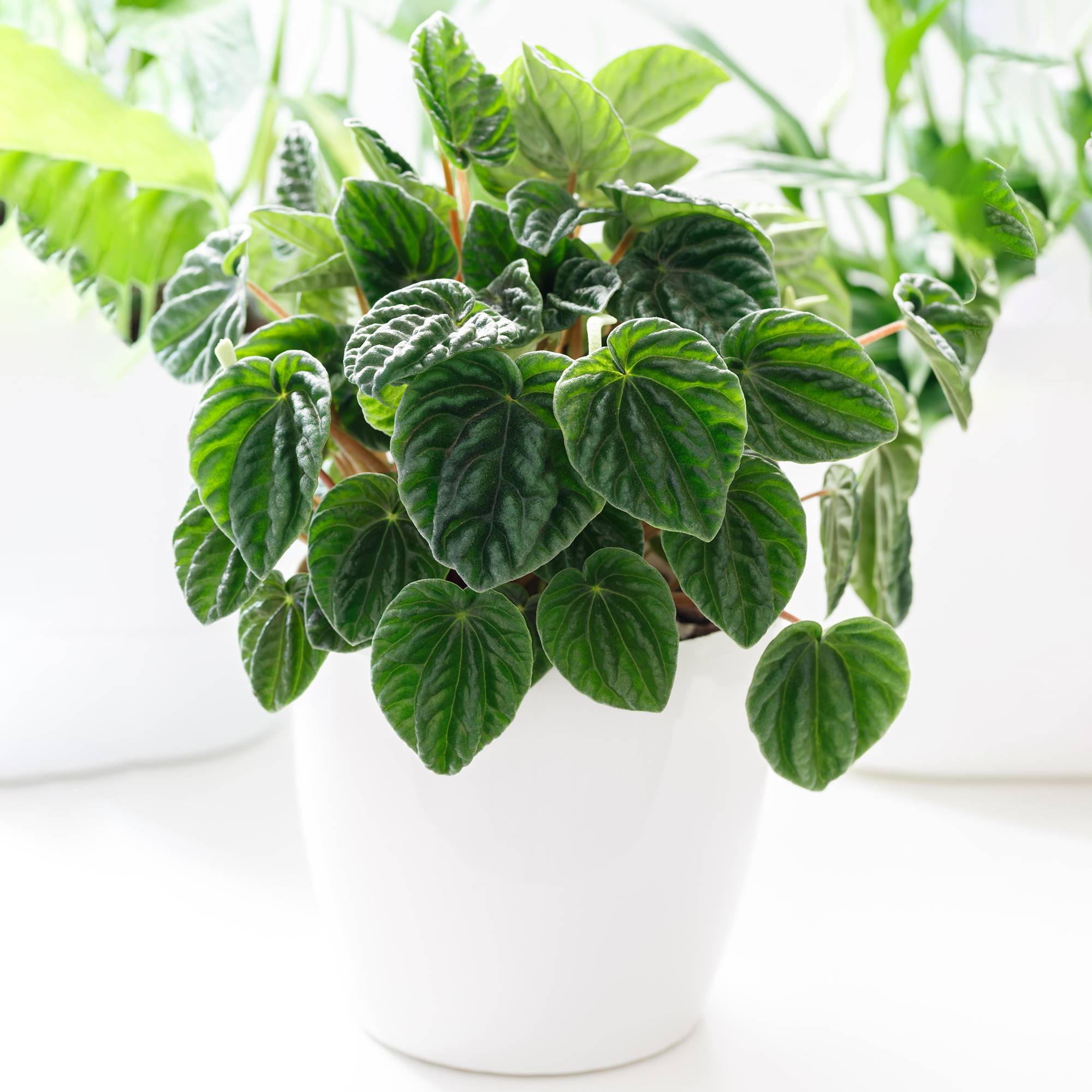 Gardenersdream - Peperomia Caperata Lilian | Plante D'Intérieur Attrayante (15-25 Cm) - GardenersDream - Image 1
