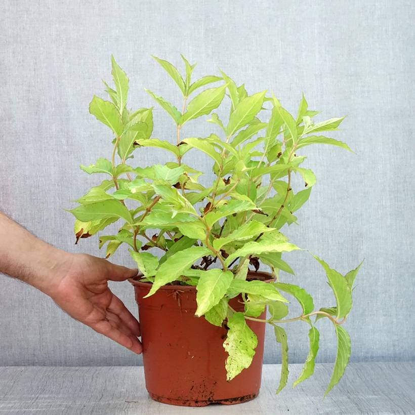 Weigela Briant Rubidor Olympiade Pot de 4L/5L - Image 2