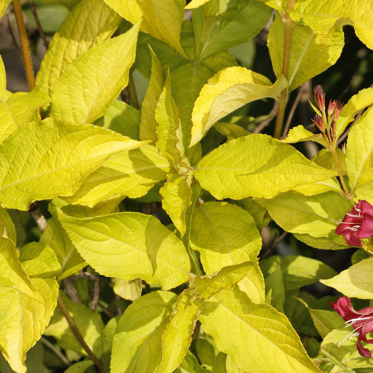 buy cherry plant Cherry Tree - Live Plant in a 1 Gallon Pot