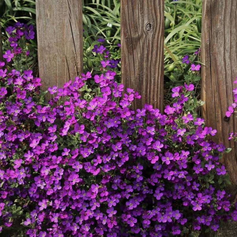 Aubriète Royal Red à fleurs Rouge/ - feuillage Persistant - Godet - 5/20 cm - Image 3