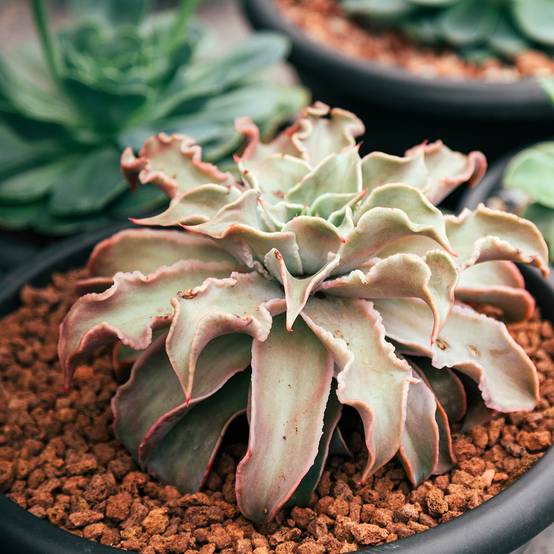 Echeveria Madiba Mini-plante