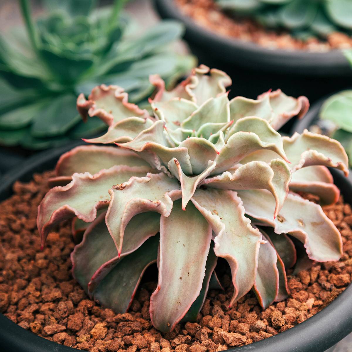 Echeveria Madiba Mini-plante