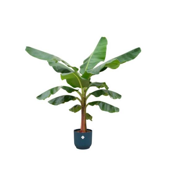 Bananier Musa 150cm et son pot- La Green Touch Bleu foncé - Hauteur 150cm