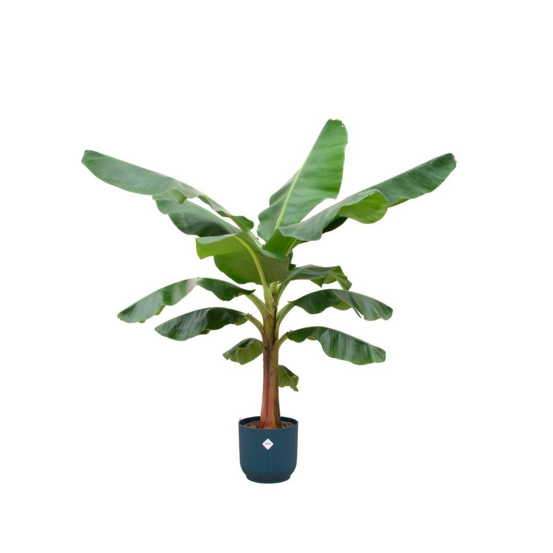 Bananier Musa 150cm et son pot- La Green Touch Bleu foncé - Hauteur 150cm