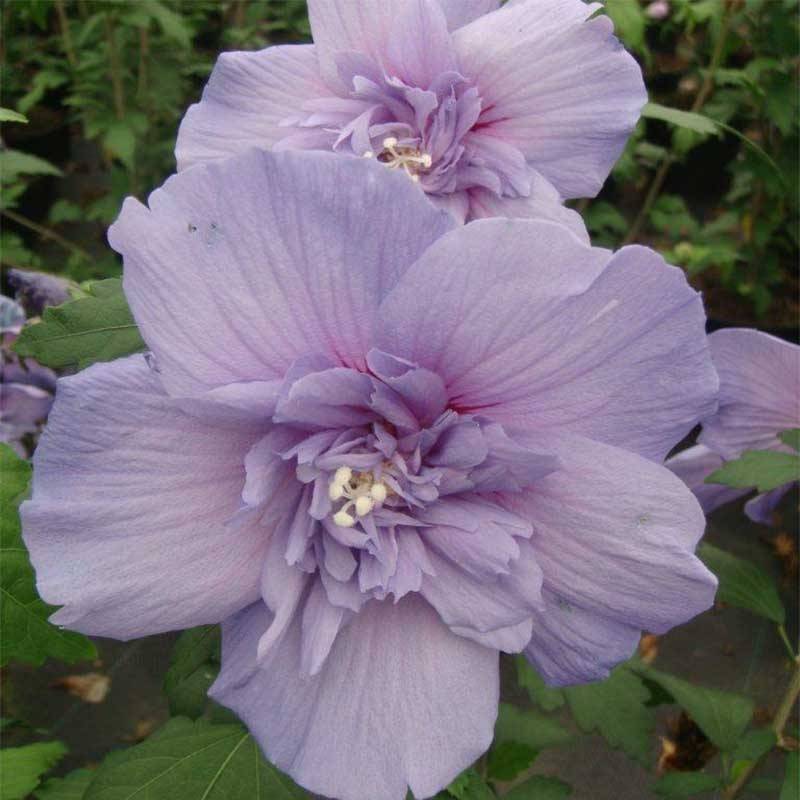 Promesse de Fleurs - Hibiscus syriacus Blue Chiffon - Althea bleu double Pot de 7,5L/10L - Image 1