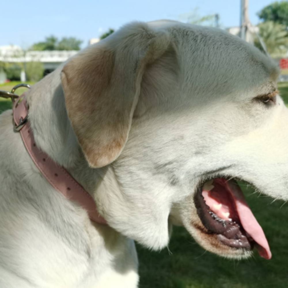 Collier pour chien s - IntiMeg - Image 3